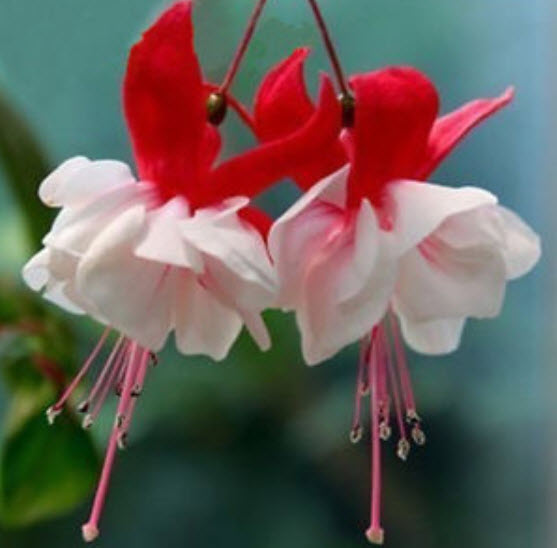 สโนว์ ฟิวเซีย (Snow Fuchsia) / 50 เม็ด