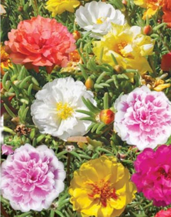 แพรเซี่ยงไฮ้ (Moss Rose) คละสี / 100 เม็ด (Ukraine)