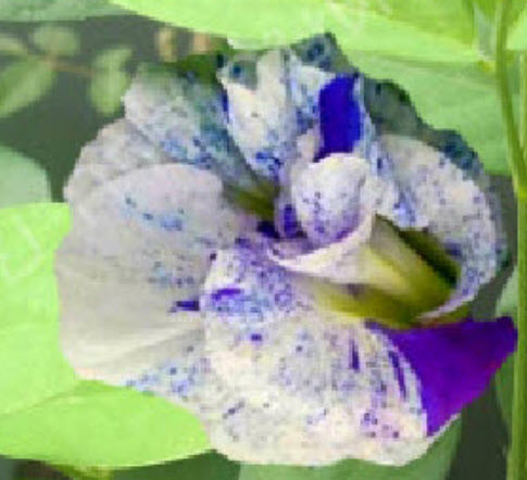 อัญชัน ดอกด่าง กลีบซ้อน / 5 เม็ด หายากมาก