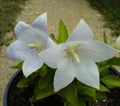 บอลลูน - แอสตร้า ไว้ท์ (Balloon - Astra white) / 25 เม็ด (Hungary)