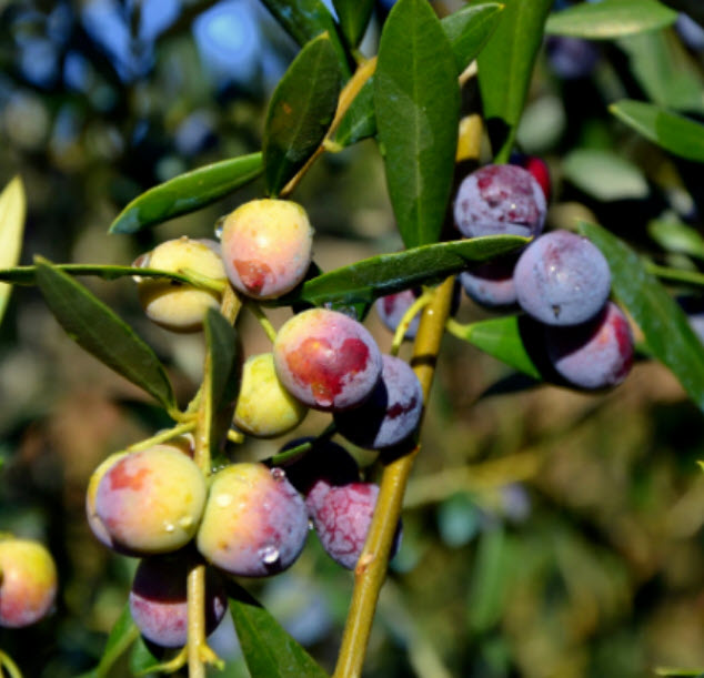มะกอกโอลีฟ (common Europe Olive) / 5 เม็ด (Portugal)