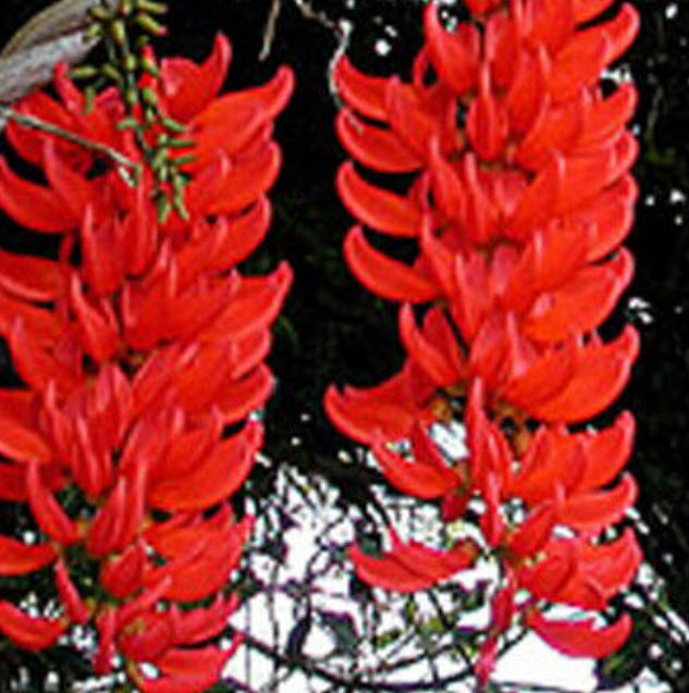 พวงโกเมน (Red Jade vine) / 5 เม็ด (Indonesia)