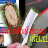 ของจริง จะเอามีดโกนไปโค่นต้นไม้