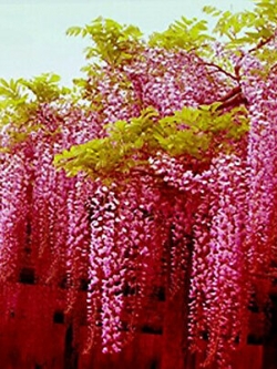 วิสทีเรีย (Wisteria) สีชมพู / 20 เม็ด