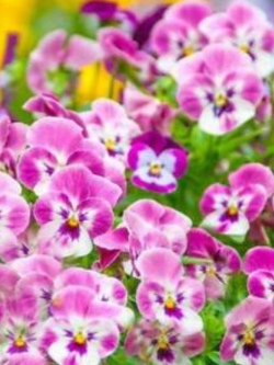 แพนซี (Pansy) สีชมพู / 50 เม็ด