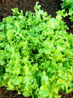สลัดผักกาดเขียว (Italian Lettuce) / 2,500 เม็ด (UK)