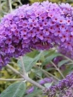 ต้นราชาวดี ดอกม่วง สูง 30-50 ซ.ม. / ต้น