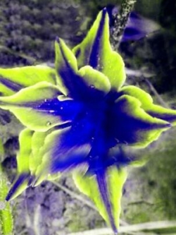 ไลซิแอนธัส (Lisianthus) สีเขียว-น้ำเงิน / 25 เม็ด