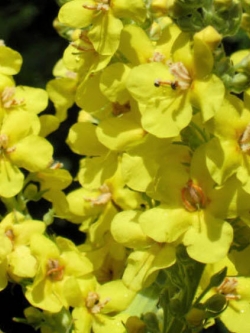 เกรท มัลเลน (Great Mullein) / 1,000 เม็ด (Moldova)