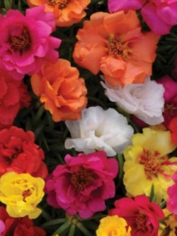 แพรเซี่ยงไฮ้ (Moss Rose) ซ้อน คละ / 3,500 เม็ด (UK)