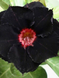 ชวนชม (Adenium) ดำ / 2 เม็ด (หายากมาก)