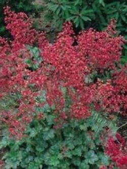 ฮิวเชร่า ฟายร์ฟลาย (Heuchera Firefly) / 25 เม็ด (USA)