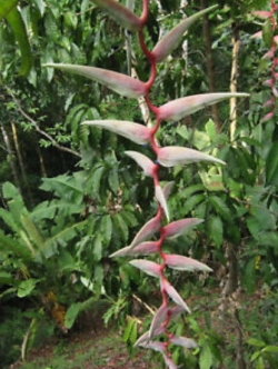 เฮลิโคเนีย เซ็กซี่ พิ้งค์ (Heliconia Sexy Pink) / 5 เม็ด (Taiwan)