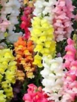 ดอกลิ้นมังกร (Snapdragon) คละสี ต้นเตี้ย / 1,000 เม็ด (Ukraine)