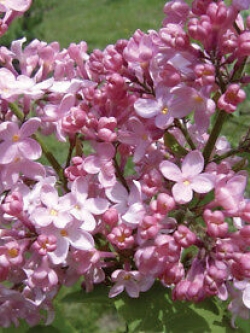 ไลแลคญี่ปุ่น (Japanese Lilac) สีชมพูอ่อน / 50 เม็ด (นอก)