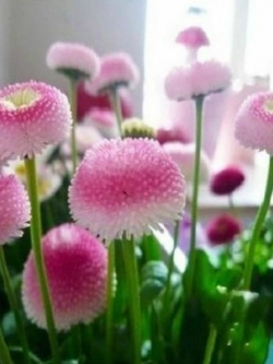 เดซี (Daisy) สีไอศกรีมสตรอเบอรี่ / 100 เม็ด (Vietnam)