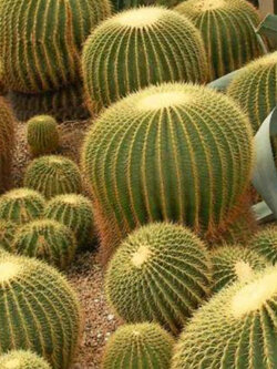 ถังทอง (Echinocactus grusonii) / 10 เม็ด (UK)