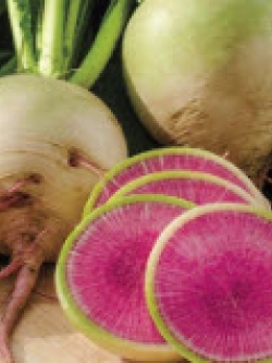 ไชเท้า แตงโม (watermelon radish) / 200 เม็ด (S049)