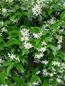 มะลิ / มะลุลี (Trachelospermum Jasminoides) / 5 เม็ด (ยุโรป)