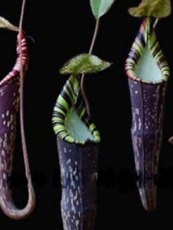 หม้อข้าวหม้อแกงลิง สีดำ / 50 เม็ด