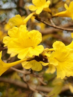เหลืองอินเดีย (Yellow Trumpet Tree) / ต้น (ถุงดำ)