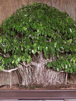 ไทร บอนไซ (Weeping Fig) / 20 เม็ด (นอก)