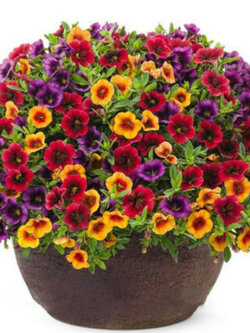 กล๊อกซีเนีย (Gloxinia) หรือกุหลาบนางฟ้า คละ / 120 เม็ด