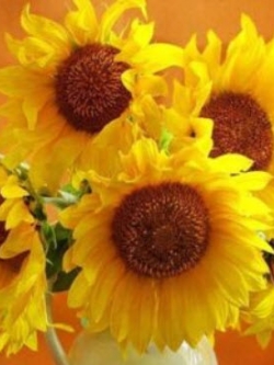 ทานตะวันแคระ (Dwarf Sunflower) สีเหลืองทอง ดอกใหญ่พิเศษ / 35 เม็ด (UK)