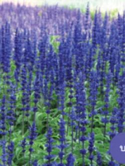 บลู ซัลเวีย (Blue Salvia) / ซอง 50 เม็ด