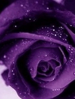 กุหลาบสีม่วง (Purple Rose) / 20 เม็ด