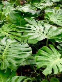 มอนสเตอร่า ไจแอนท์ (Monstera Giant) / 10 เม็ด (USA)*