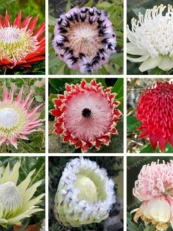 โพรเทีย (Protea Cynaroides) คละ / 25 เม็ด