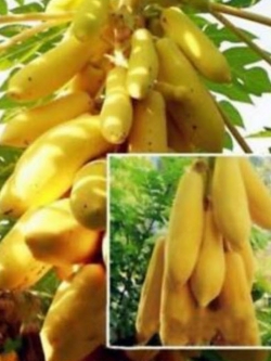 ต้นกล้ามะละกอ สีเหลืองทอง (Golden Papaya) สูง 20-30 ซ.ม. / ต้น (พันธุ์นอก)
