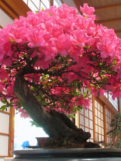 ซากูระ บอนไซ สีชมพูเข้ม / 5 เม็ด