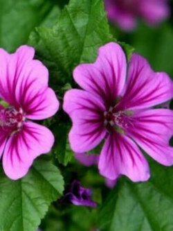 มาลโลว์ มอริเทียน่า (Malva sylvestris Mauritiana) สีม่วง / 150 เม็ด (UK)