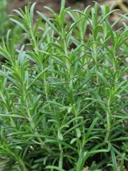ต้นโรสแมรี่ (Rosemary) กระถาง 6-9 นิ้ว สูง 20-30 ซ.ม. / ต้น