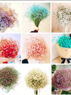 ยิปโซ (Gypsophila) คละ / 100 เม็ด (China)