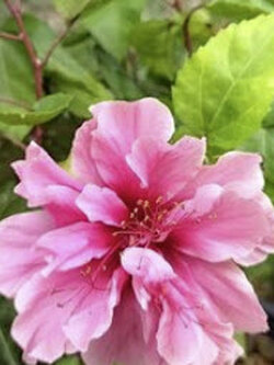 ต้นลูกผสม พู่ระหง+ชบา ดอกสีชมพู กระถาง 8 นิ้ว สูง 40-50 ซ.ม.