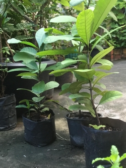 ต้นเข็มขาว สูง 60-80 ซ.ม. / ต้น