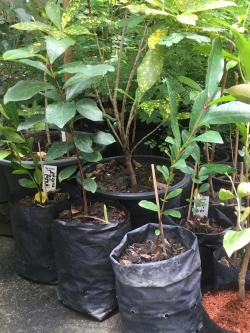 ต้นชมพู่เพชรบุรี เพาะเม็ด สูง 35-50 ซ.ม.