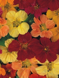 แนสเตอเตียม (Nasturtium) ดอกกึ่งซ้อน / 500 เม็ด (UK)