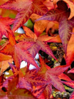 อเมริกัน สวีทกัม (American sweetgum) / 10 เม็ด (USA)