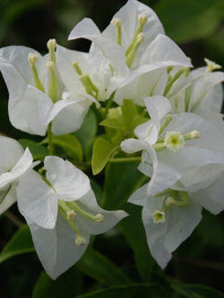 ต้นเฟื่องฟ้า สีขาว สูง 30-50 ซ.ม. / ต้น