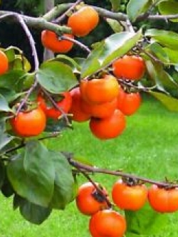 พลับ (Persimmon / D.kaki) / 30 เม็ด