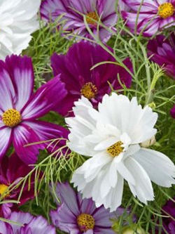 ดาวกระจาย ฟิซซี่ (Cosmos - Fizzy) คละ / 50 เม็ด (UK)