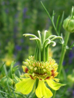 ดอกทรานสฟอร์มเมอร์ (Transformer Flower) / 250 เม็ด (UK)