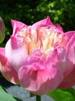 บัวฉัตร ชมพู / บัวสัตตบงกช / 5 เม็ด