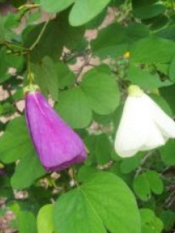 พญากาหลง (Yellow Orchid tree) / 10 เม็ด