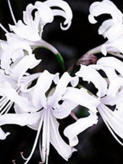 หัวว่านลิลี่แมงมุม (Spider Lily) สีขาว / 3 หัว (นอก)