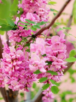 วิสทีเรีย (Wisteria) สีชมพู / 10 เม็ด